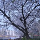 낙과유수 이미지