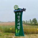 무장농장 | 고창청농원 라벤더 축제, 학원농장 청보리밭까지 고창 가볼만한곳 추천!