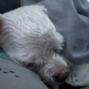 쭈니동물병원 이미지