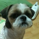 쮸 Daum카페