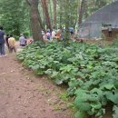 소나무숲아래