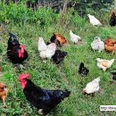 하농농장 이미지