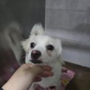 대문자 I 강아지는 적응중..! 이미지