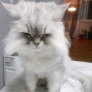 만점애견미용 이미지