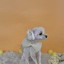 그루아미 이미지