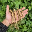 12월3일.송화고버섯,제주 조생귤,엔비사과,대봉감,산양산삼,해남고구마,찹쌀떡 선물세트 이미지