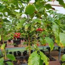 지산농장2 이미지