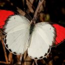 나비야 청산가자 이미지