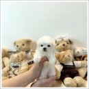 마마스미독 강아지분양 인천점 이미지