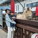 파워랜드어린이집 | 2025 렛츠런파크 벚꽃축제 미리보기 아기랑 함께다녀온 후기 (수유실 정보)