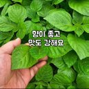 향노지 이미지