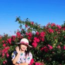 황골장미마을 이미지