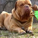 도그(DOGUE) 이미지