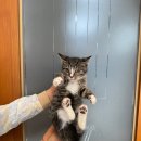 허동물약국 이미지