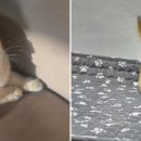 도그마루 강아지 고양이 부산점 이미지