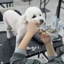 당진애견미용학원
