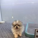 그레이동물병원 강남점 이미지