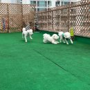 [일산애견유치원] 분위기 좋은 도그문 이용후기!