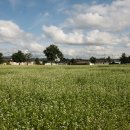 메밀꽃일다 이미지