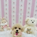 아멍띠에 이미지