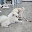 삼송데이케어 펫호텔 이미지