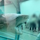 삶과사람 | 15억 빚 속에서도 고양이와 함께! 낸시랭도 방문한 삶과 죽음, 데이미언 허스트 개인전 관람 후기