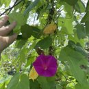 조선농장 이미지