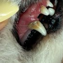 덴탈플러스 | (내돈내산)강아지 입냄새/구강유산균 마싯츄 리포좀 글루타치온 바이오 덴탈 플러스 솔직후기 /아쉬운점