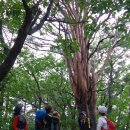 낙동정맥7-2구간(54km) 지겨운 장마속 집중호우와 가을의 길목에 선 고마운 바람 이미지