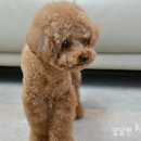 상아펫케어 이미지