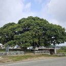 마을 보호수 이미지