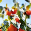 대봉사슴 이미지