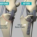 우리동물병원 | 갑자기 다리를 못 딛는 우리 아이, 십자인대 파열 &amp; TPLO 수술 후기 (인천동물병원 초이스외과동물병원)