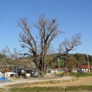 장덕리은행나무 이미지