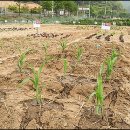 산음농장 이미지