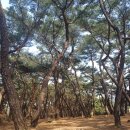 배동삼릉 | 경주 남산 역사문화탐방로 삼릉숲 주차, 동선