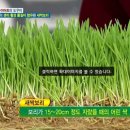 새싹처럼 이미지