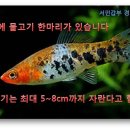 코이 이미지