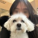 VIP동물의료센터 동대문점 이미지