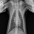 더파크동물의료센터 이미지