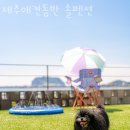 제주도펜션 제주애견동반 솔펜션 제주도여행 저렴하게 즐길 수 있는 숙소추천