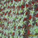 파파야1 이미지