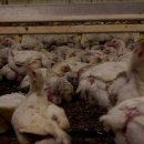 사체농장 이미지