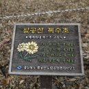 가산산성 복수초 군락지 이미지