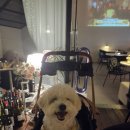 양원역 | 중랑구 데이트 망우동 애견동반 와인 양원역 와인바 소믈 후기