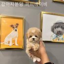 강아지분양 퍼피베이비 이미지