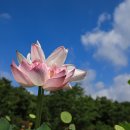 함양 상림공원의 연꽃 사진 이미지