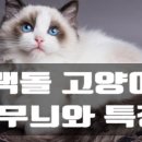 그루밍캐터리 이미지