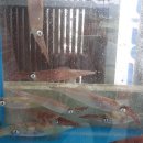 유진이네회초밥 이미지