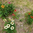 김해봉황초등학교 이미지